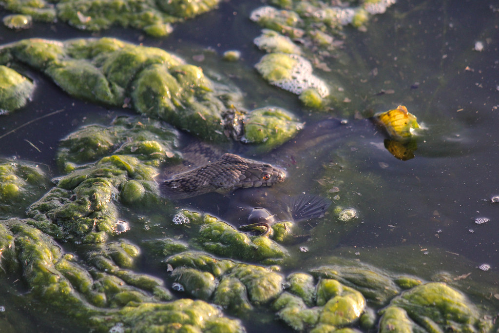 Snakes Eating Catfish 3 The diamond backed water snake con… Flickr