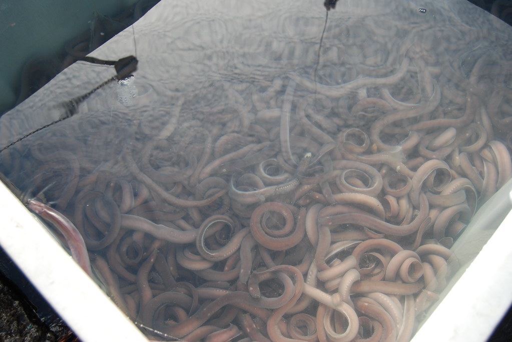 Slime EELS!!!! AKA Hagfish dirtsailor2003 Flickr