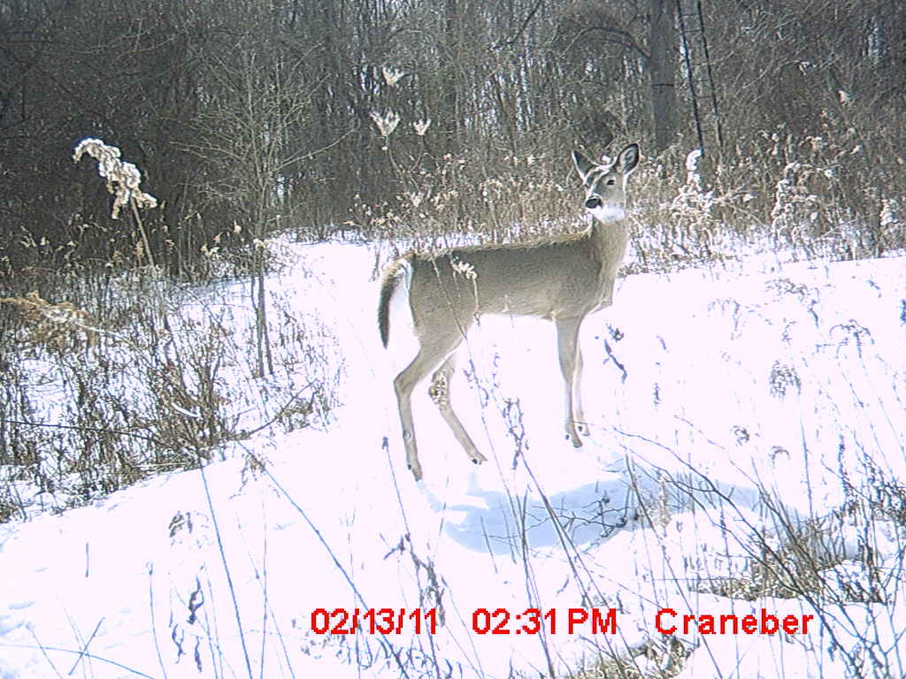 Deer Hunting Indiana Deer Hunting Indiana CraneberryFarm Flickr