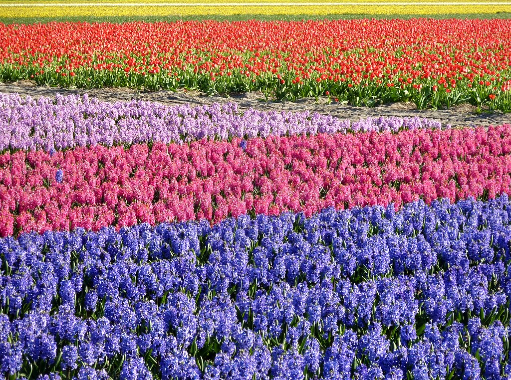 Flowers everywhere Buy this photo on Getty Images Getty … Flickr
