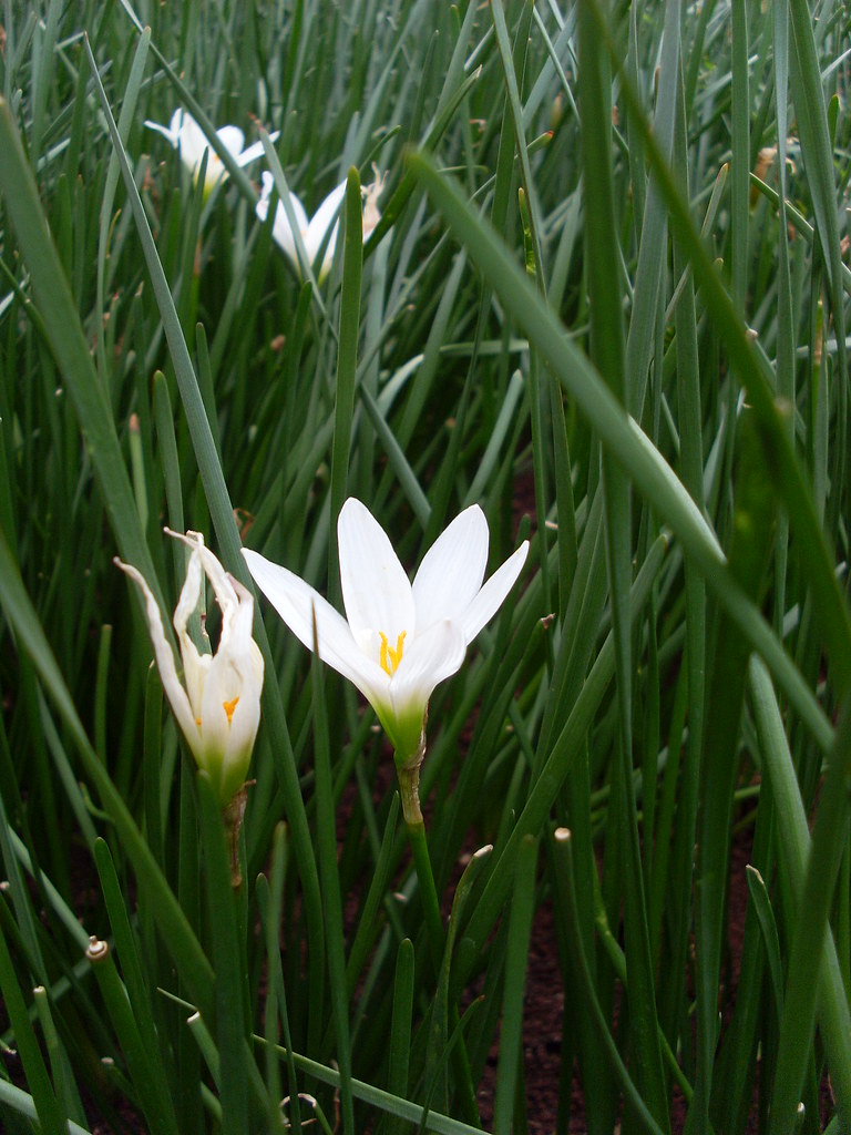 flowers vida agustin Flickr