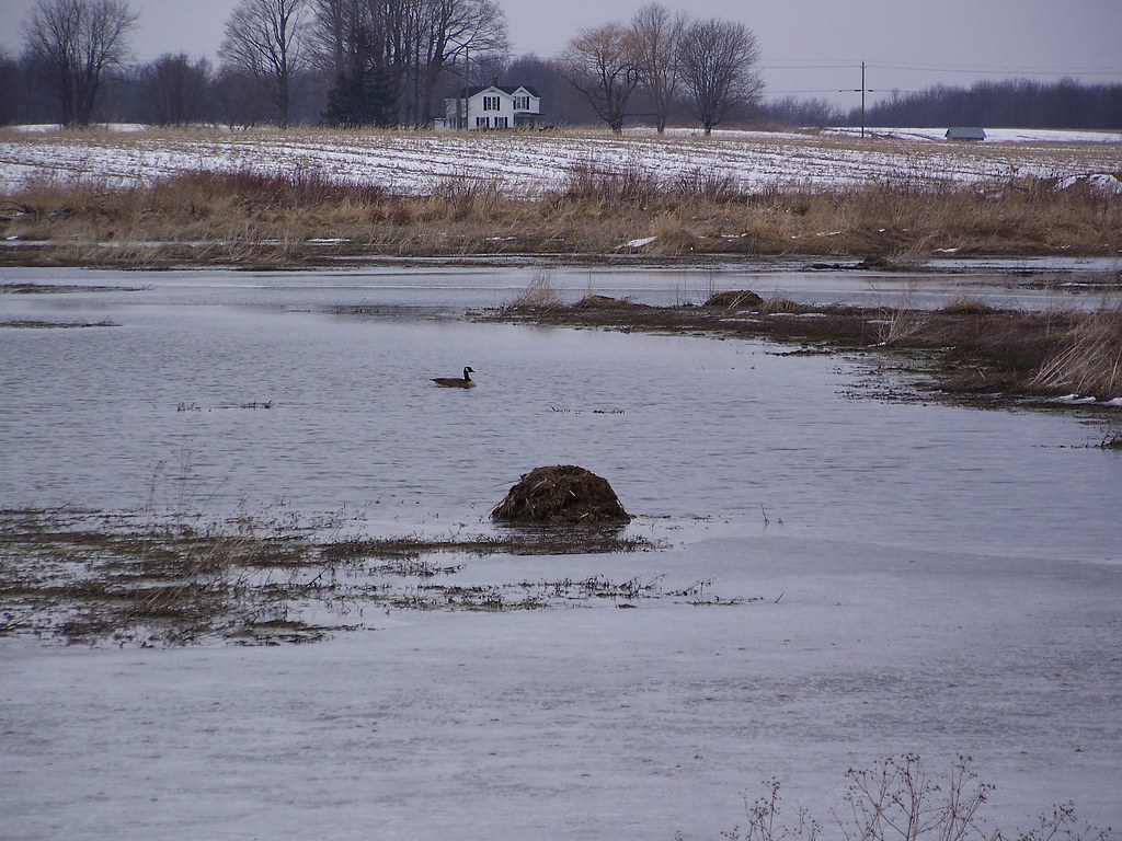 Muskrat house, in the marsh Jan Green Flickr