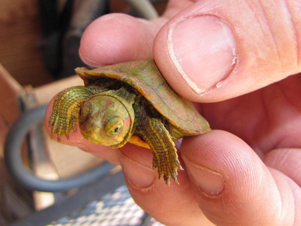 Baby RedEared Slider Turtles Ultimate Guide