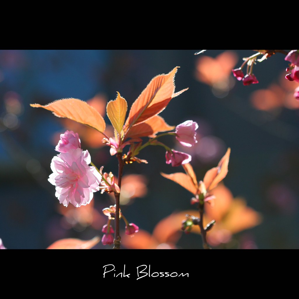 Tree Blossom The trees are still flowering in the Bay Area… Flickr