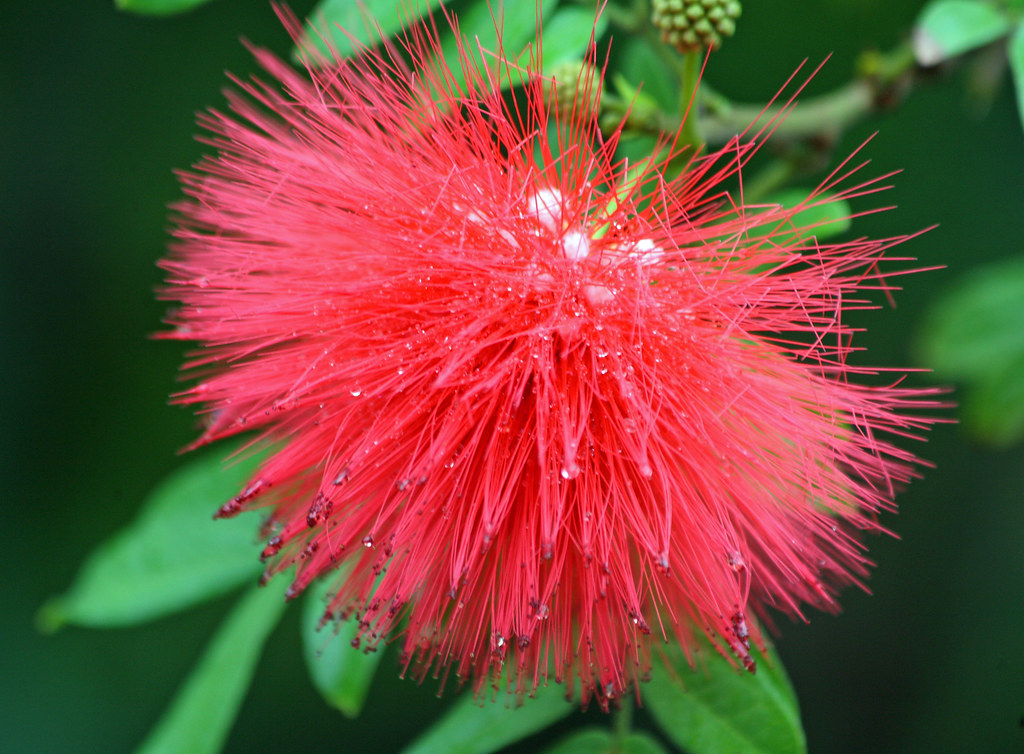 Colorful flower in the Moir Gardens, Poipu, Kauai We staye… Flickr