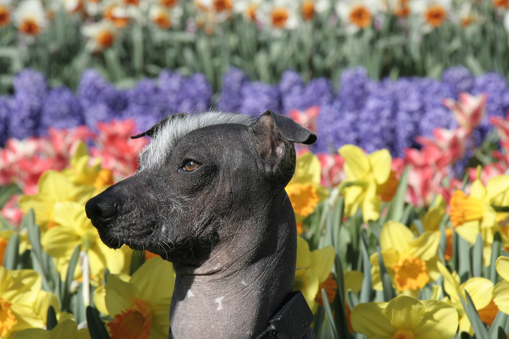Peruvian Hairless Dog De Keukenhof Gardens, Netherlands Flickr