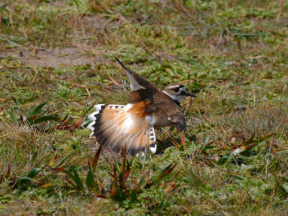 Killdeer Distraction Display Harry Flickr