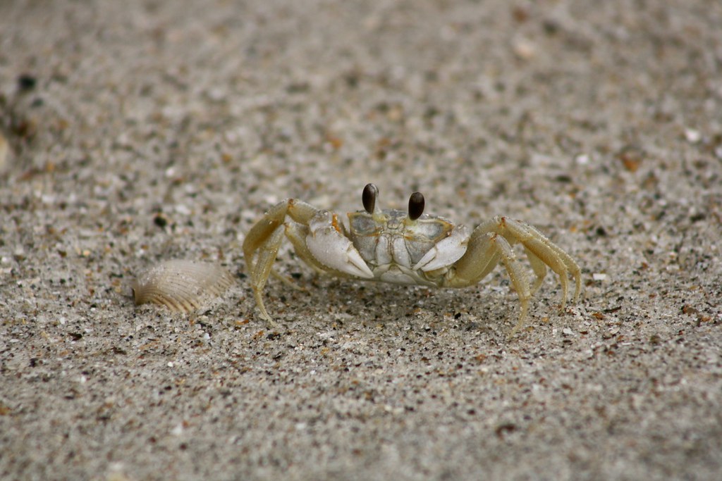 Atlantic Ghost Crab (Ocypode quadrata) Edisto Beach State … Flickr