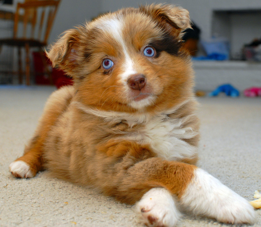 Van Pelt Australian Shepherd Puppy "red merle" Flickr