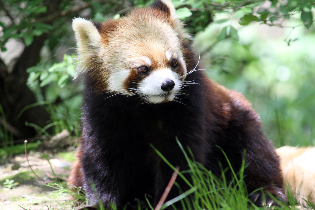 Cincinnati Zoo Red Panda © All Rights Reserved No Us… Flickr