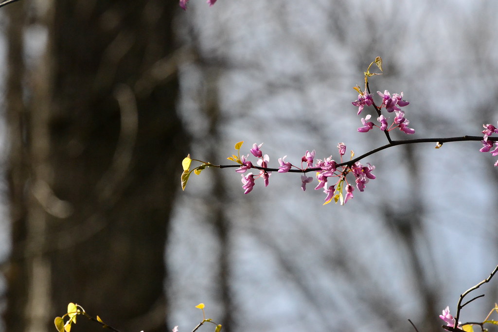 Colors Pink and green go well together. Jon Cornwell Flickr