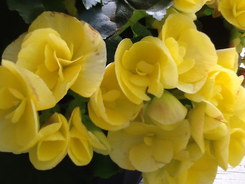 Yellow Begonias Sandra D Flickr