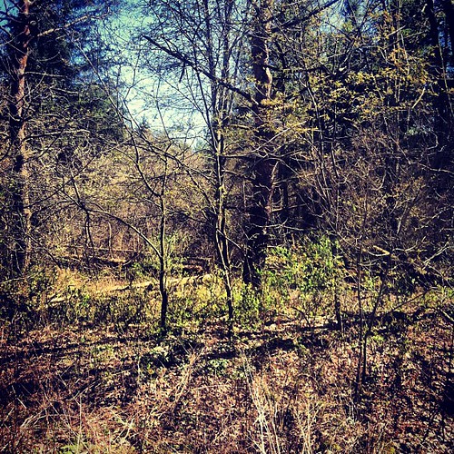 Elevation of Riceville Rd, Machias, NY, USA Topographic Map