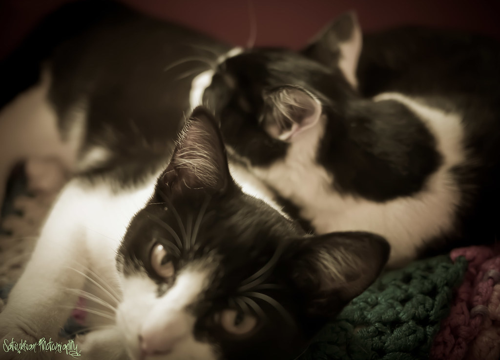 Schnizzle & Luca Animal Care Animal Care Lancaster Flickr