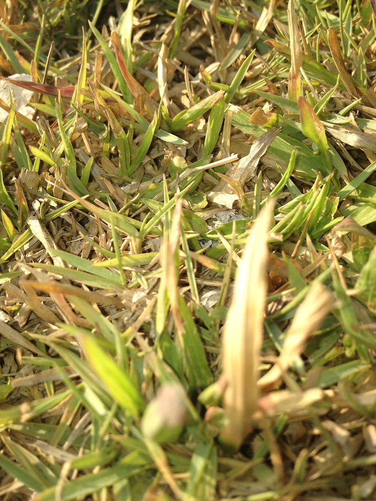 carabao grass porkenvinz via iphone 4s Flickr