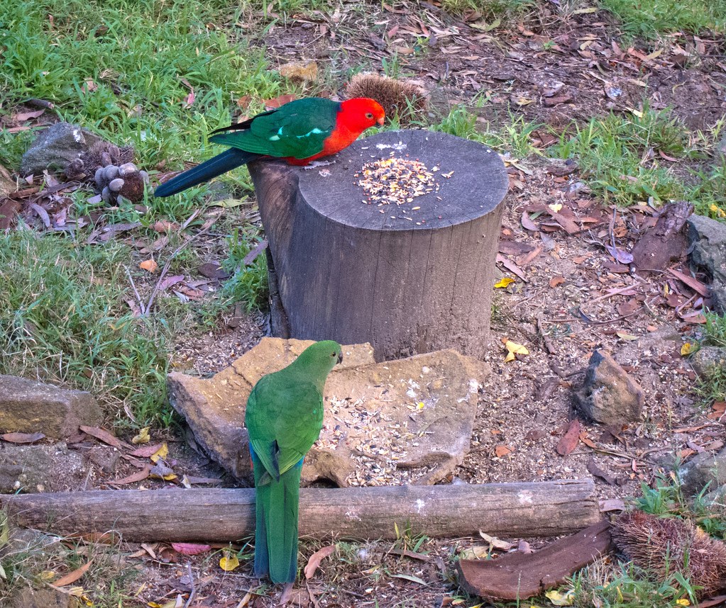 A pair of Australian king parrot feeding in the Heskeths … Flickr