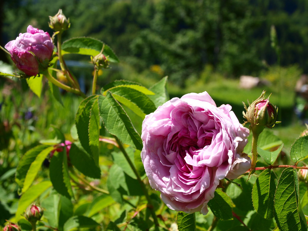 Rose ancienne éclose ce matin. 14 juin 2012. OLYMPUS DIGIT… Flickr