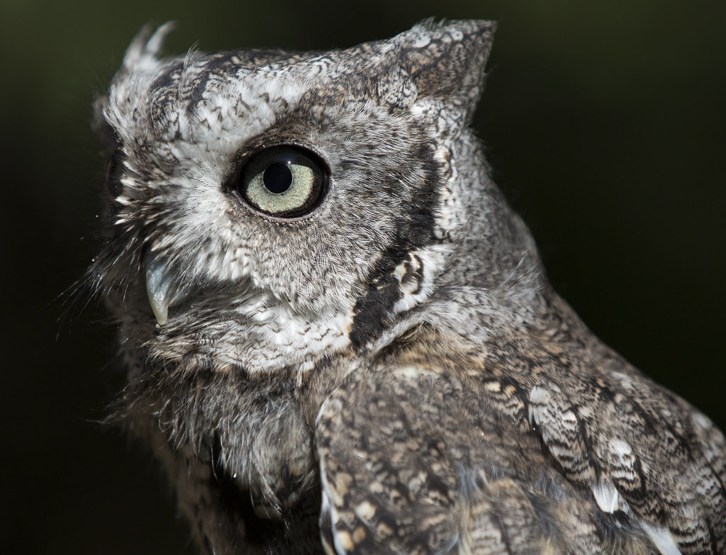 Ottis Willowbrook Wildlife Center, Glen Ellyn, IL