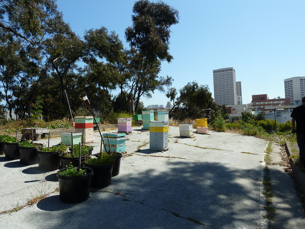Bees at Hayes Valley Farm Hayes Valley Farm Visit the farm… Flickr