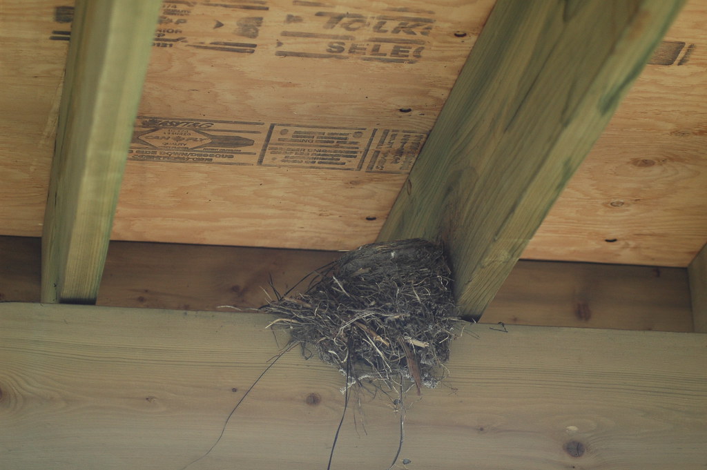Nest Under Deck 2012 Flickr