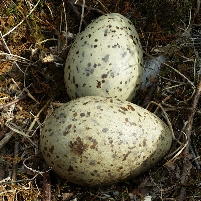 Canada Goose Eggs Also available on Instagram bit.ly/1tzQQ… Ben