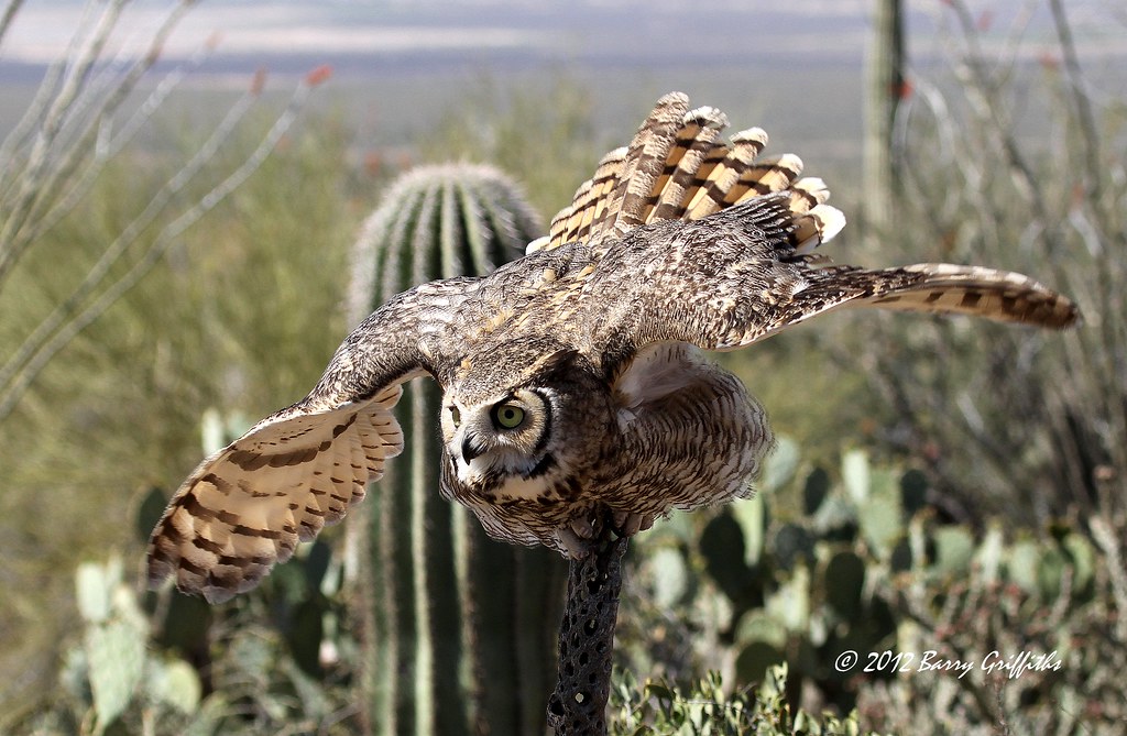Great Horned Owl, ArizonaSonora Desert Museum Great Horne… Flickr