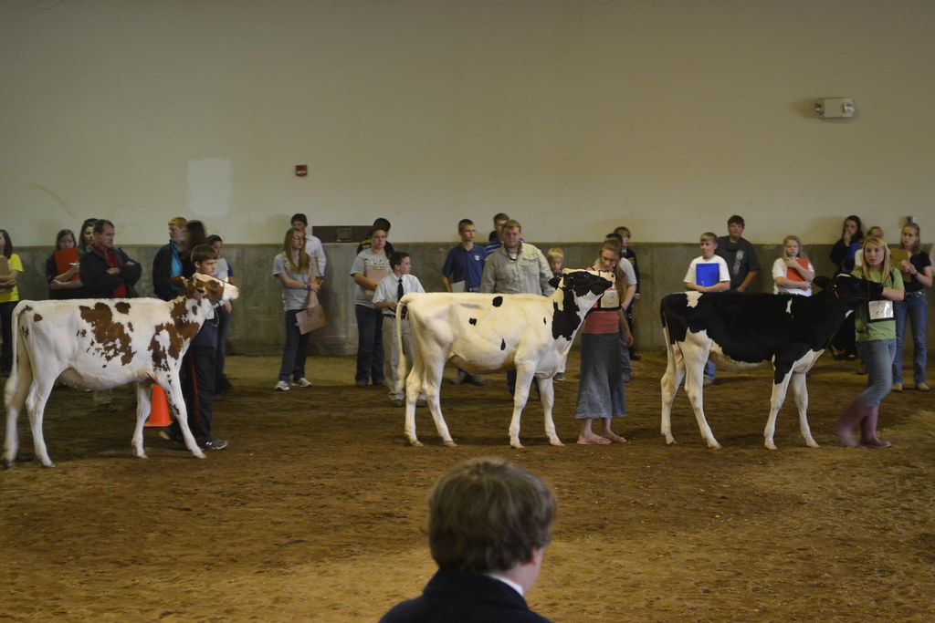 2012 4H State Livestock Judging Contest 030 4H Flickr