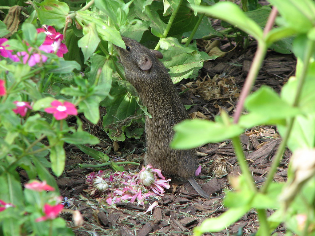 Rat Eating Zinnias In flower garden near Golden, MO. My hu… Flickr