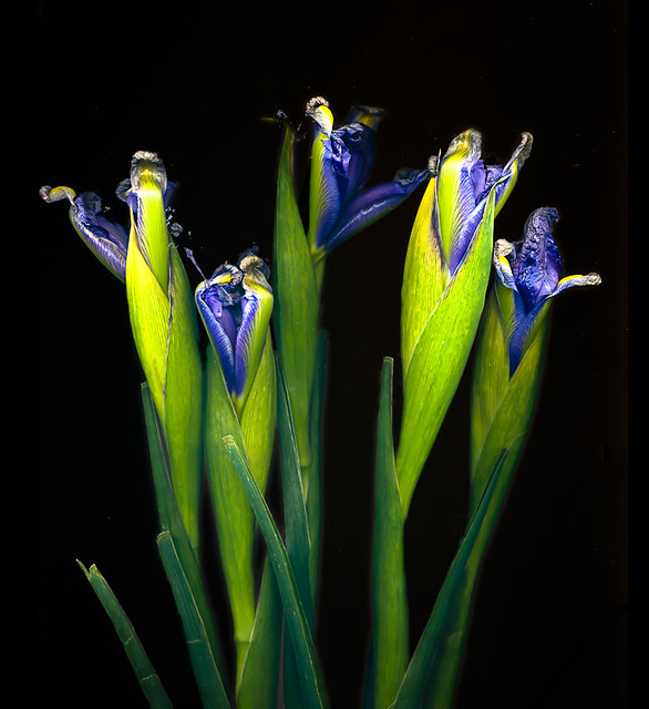 Siberian Irises Siberian Irises stilllife scan Now avai… Flickr