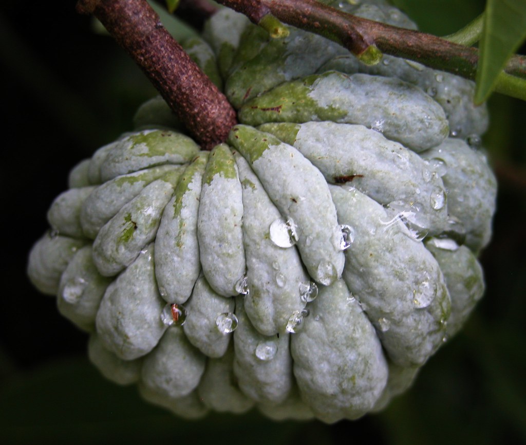SUGAR APPLE 11 (Bangla = আতা) … Flickr