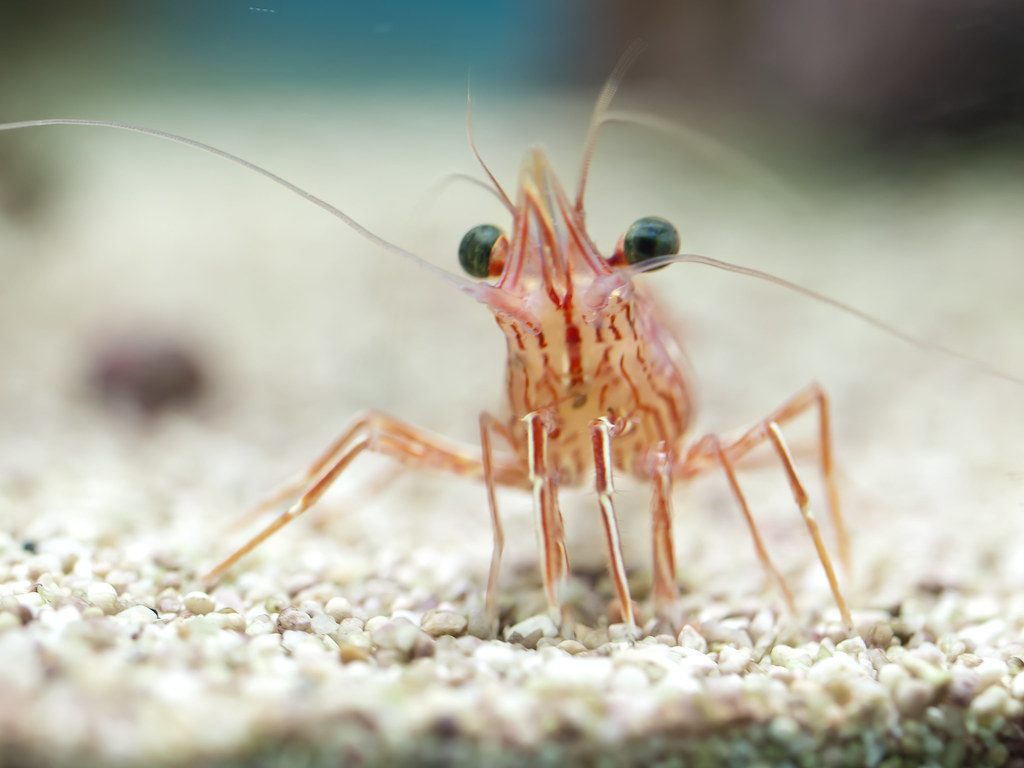 Shrimp Pink shrimp in the Bugs experience at London Zoo PE… Flickr