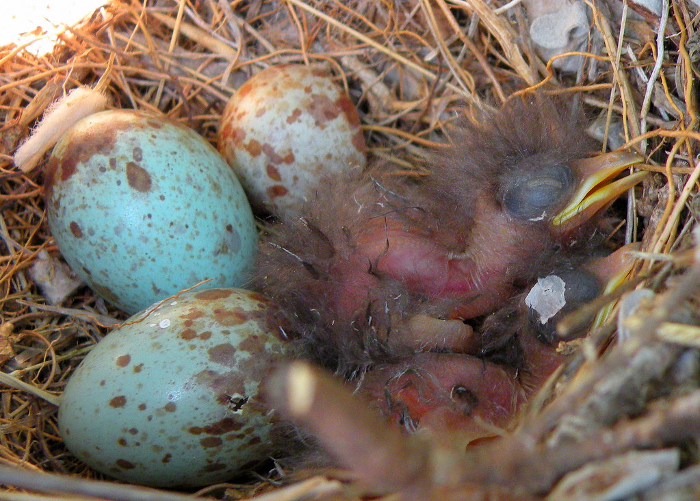 Mockingbird Eggs Color