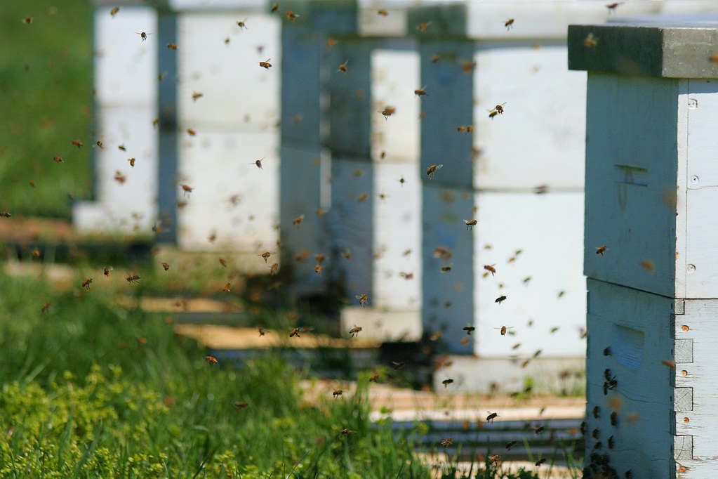 Honey Bees Honey Bees at Brown's Orchard in Loganville, PA… Flickr