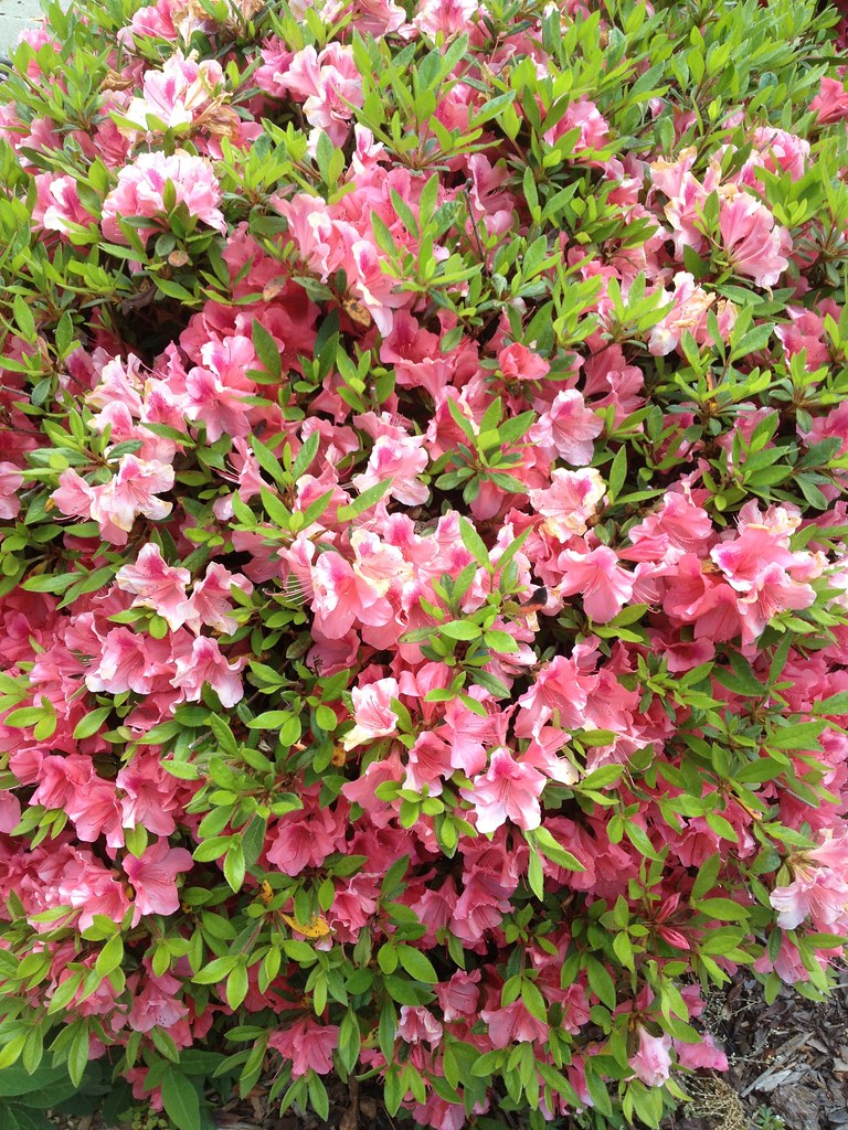 Azalea Roses and Azalea's April 7 2012 King Kong 911 Flickr
