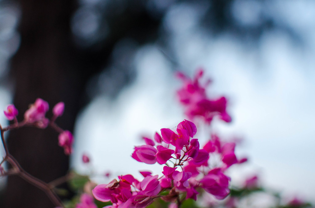 Flowers(?) at Punggol Waterway Xiuren Yap Flickr