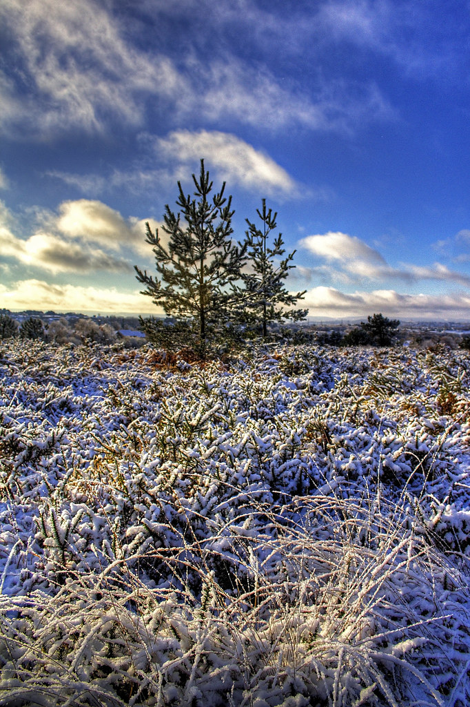 Canford Heath Dorset AZ Letter C Canford Heath Dave Newman Flickr