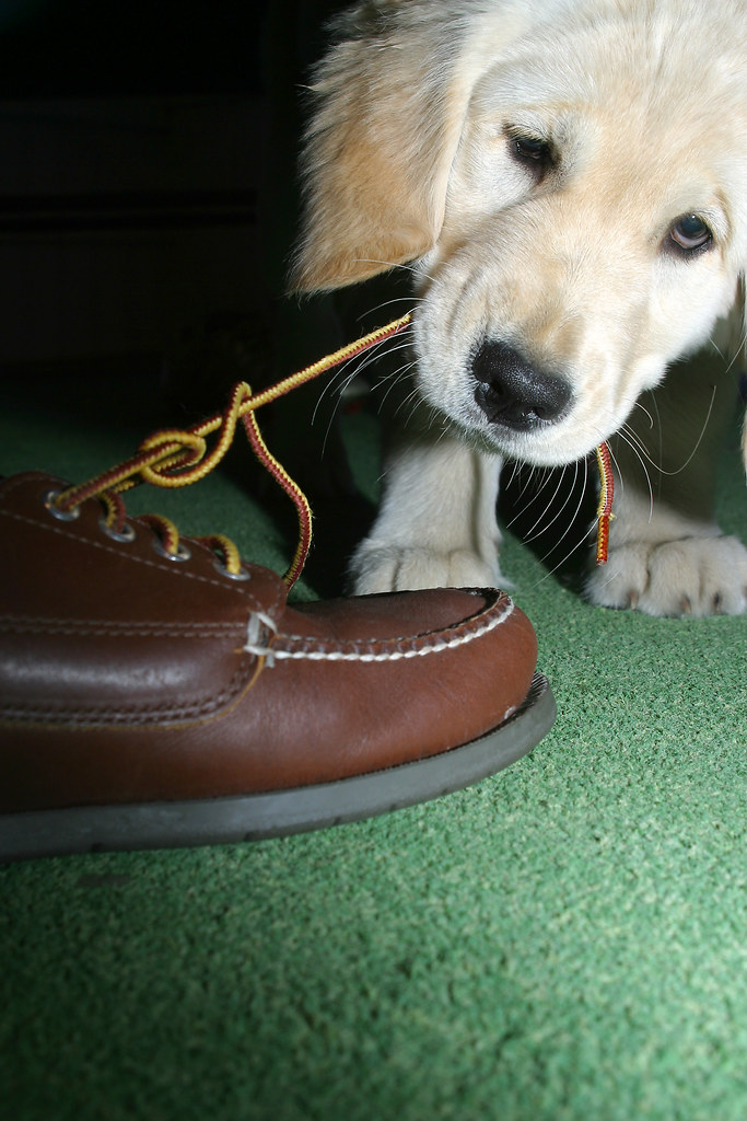 Golden Retriever Puppy Tugs at Shoe Laces Rob Kleine Flickr