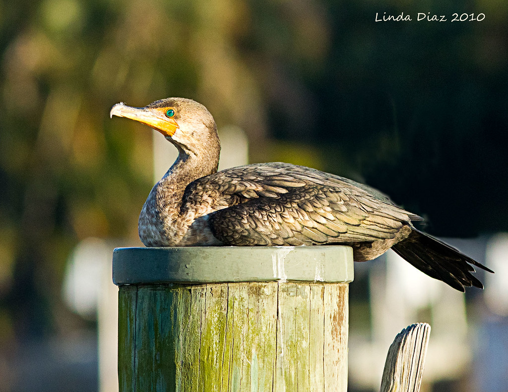 _MG_4423Cormorant Cormorant Park Shore Linda Diaz Flickr