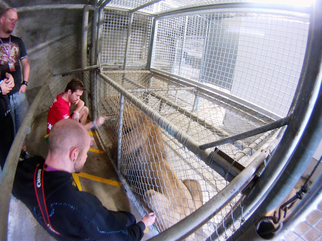 The crush cage It might have been more appropriate to call… Flickr