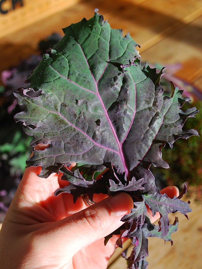 red russian kale A Growing Tradition Blog Flickr
