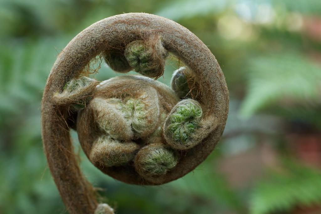 Dicksonia arborescens Endemic to St. Helena island. Grown … Flickr