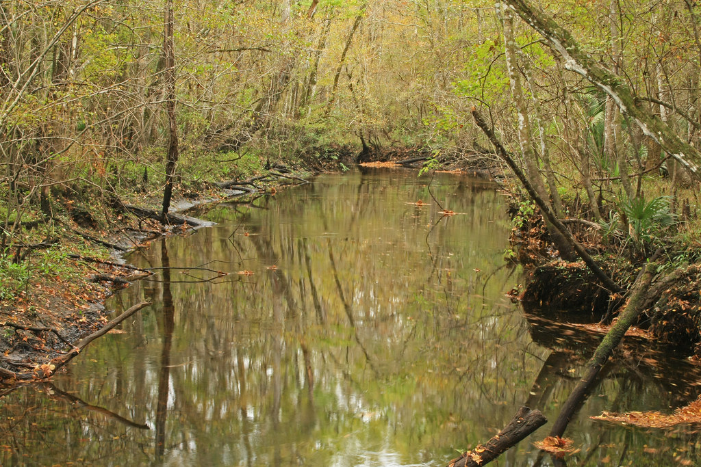 Waccasassa River, Levy County, Florida 3 Alan Cressler Flickr