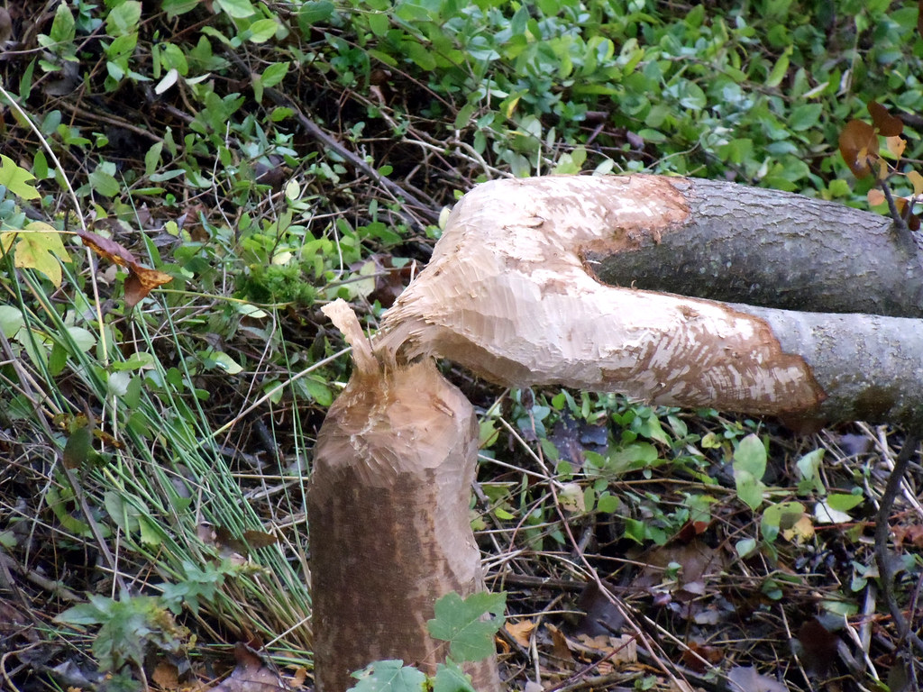 "Beaver DAMage" Beaver DAMage on the banks of the GSFC pon… Flickr