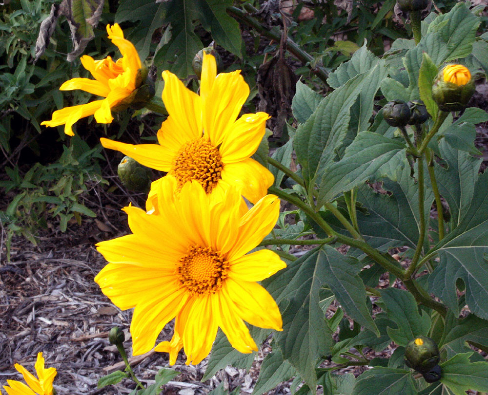 sunflowers in winter a few days ago I found this sunny pla… Flickr