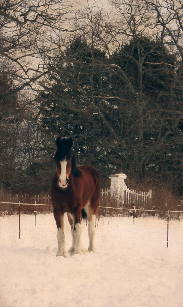 Horse in Snow Beautiful horse at Riverhurst Farm poses for… Flickr