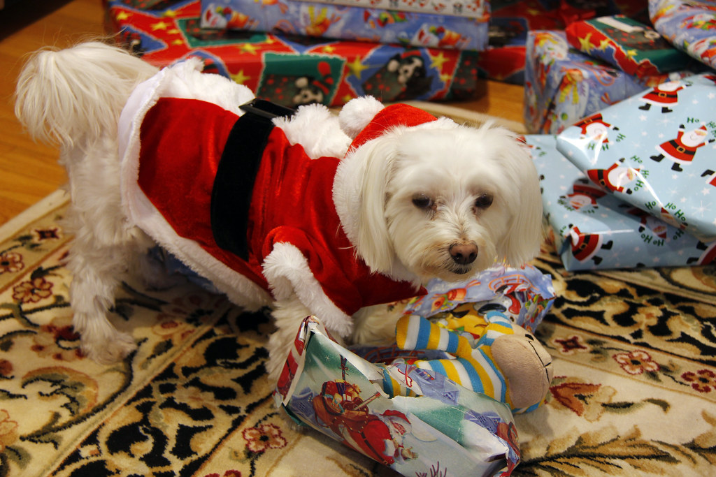 Picture Of Lucky The Maltese Dog Opening Up His Christmas … Flickr