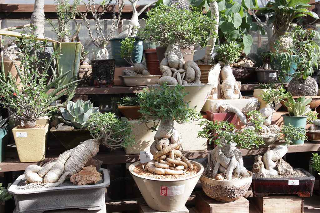 California Cactus Center 2010 Flickr