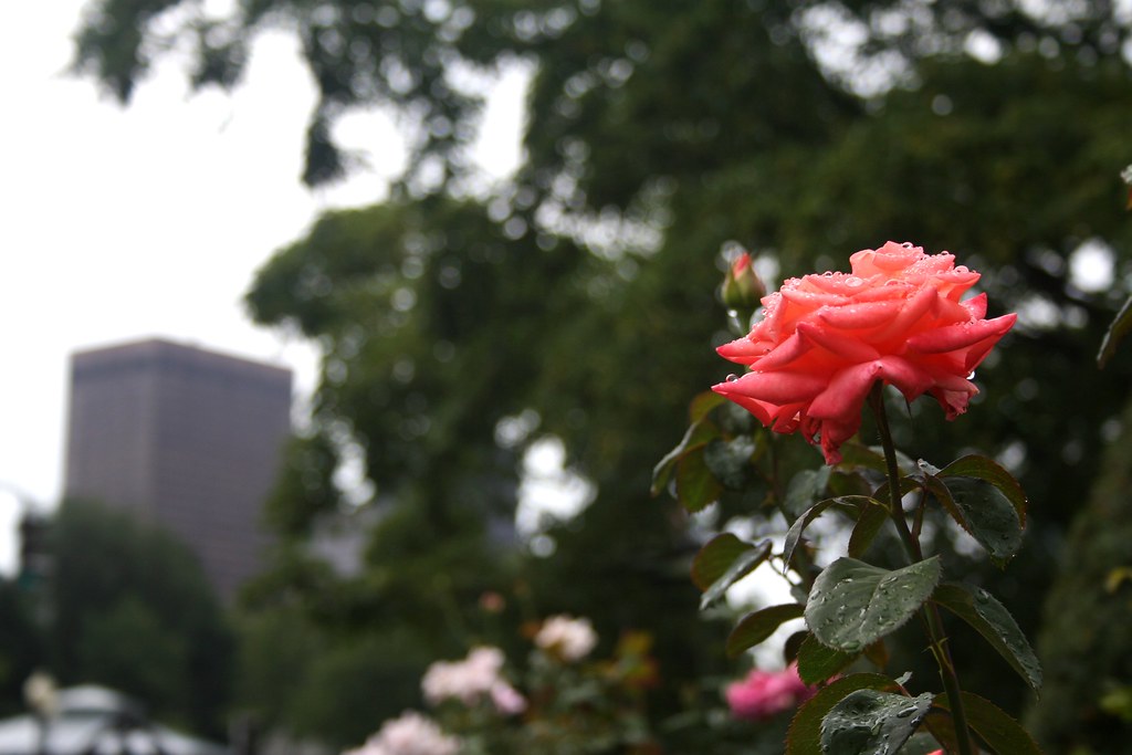 Boston Rose IMG_8618 Rose at the Boston Public Garden. T… Flickr