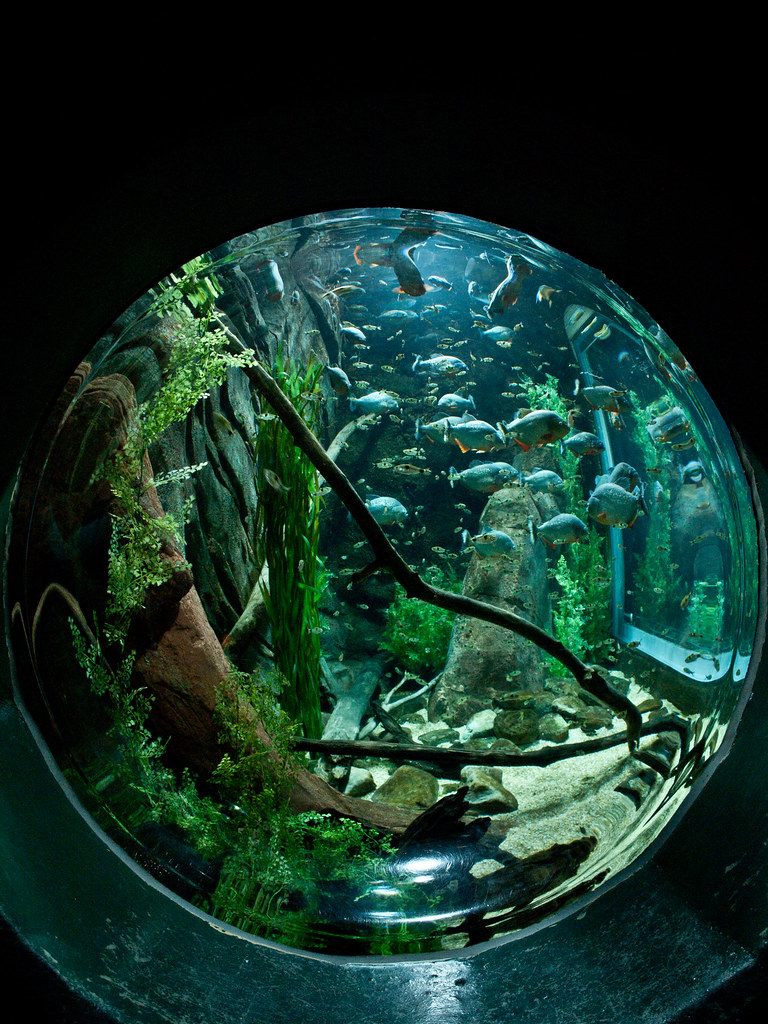 Aquarium Kunal Mukherjee Flickr