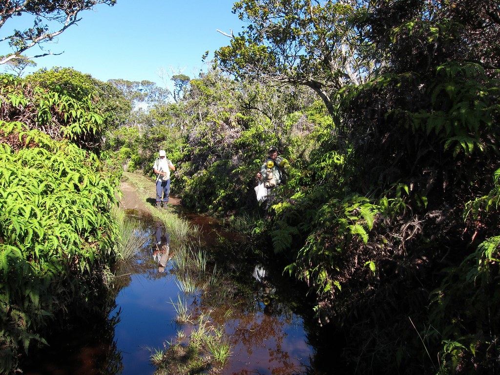 Kamakou road 0712 Steve Montgomery and Durrell Kapan on th… Flickr